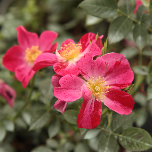Roșu - trandafir pentru straturi Polyantha